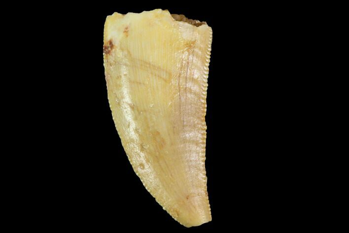 Serrated, Raptor Tooth - Real Dinosaur Tooth #89128